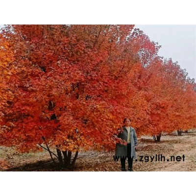 叢生美國(guó)紅楓-叢生美國(guó)紅楓基地價(jià)格-金楓綠化(誠(chéng)信商家)