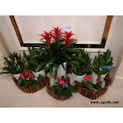 武昌室內花卉租擺-眾芳園藝有限公司