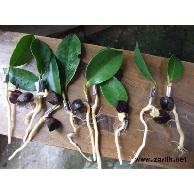 三年生油茶苗-油茶苗-白土鎮(zhèn)高產(chǎn)油茶苗圃1