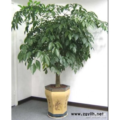 綠植租擺-眾芳園藝(在線咨詢)-綠植