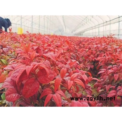 火焰南天竹-火焰南天竹的園林應用-金楓綠化(誠信商家)