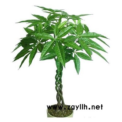 綠植-綠植價格-眾芳園藝(推薦商家)