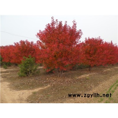 叢生美國紅楓-叢生美國紅楓種植銷售-金楓綠化(誠信商家)