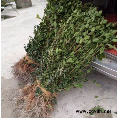 油茶樹(shù)苗批發(fā)-瀘州油茶樹(shù)苗-油茶苗圃基地油茶苗