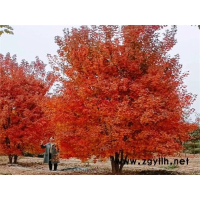 叢生美國紅楓-金楓綠化-叢生美國紅楓風景樹