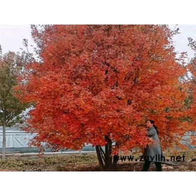 4-7米叢生美國紅楓紅點-金楓綠化-叢生美國紅楓