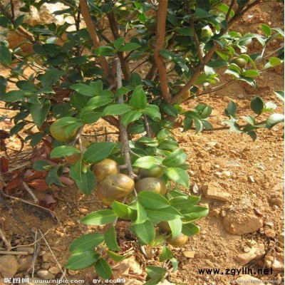 黔南油茶樹(shù)苗-高產(chǎn)油茶苗圃基地 -油茶樹(shù)苗哪里有賣