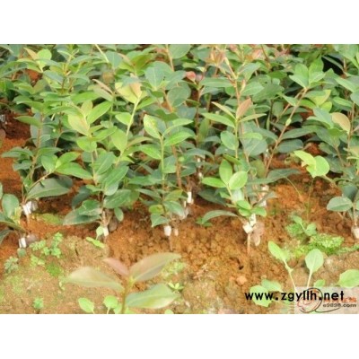 油茶苗圃基地油茶樹(shù)(圖)-紅花油茶樹(shù)苗價(jià)格-連云港油茶樹(shù)苗