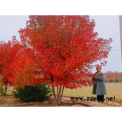 叢生美國紅楓-金楓綠化-叢生美國紅楓市場價