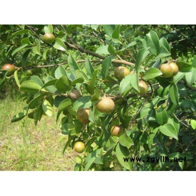 大紅花油茶苗-油茶苗-白土鎮(zhèn)高產(chǎn)油茶苗圃1