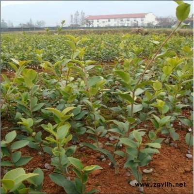 油茶樹苗如何種植-上饒油茶樹苗-油茶苗圃基地油茶苗