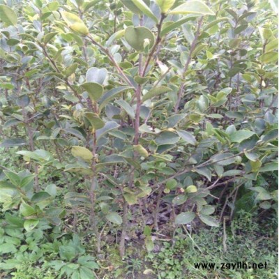 良種油茶樹(shù)苗價(jià)格-上饒油茶樹(shù)苗-白土鎮(zhèn)高產(chǎn)油茶苗圃(查看)
