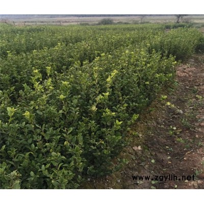 油茶樹苗如何育種-白土鎮高產油茶苗圃1-南昌油茶樹苗