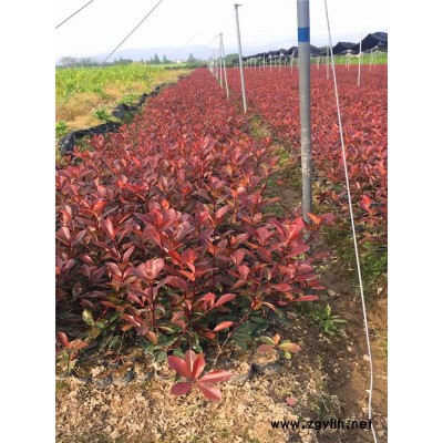 紅葉石楠大桶苗基地在哪里-紅葉石楠大桶-綠林苗木基地培育