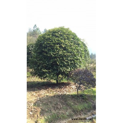桂花-冠幅3.5米桂花的報價-綠林苗木(推薦商家)
