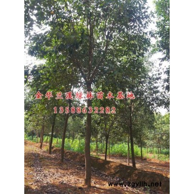 金森女貞小苗-綠林大型苗木種植基地-金森女貞小苗價格