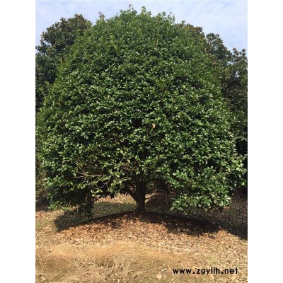 桂花樹(shù)多少錢-桂花樹(shù)-綠林苗木基地直銷(查看)