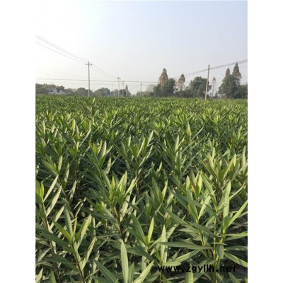 夾竹桃產(chǎn)地-夾竹桃-綠林苗木規(guī)格齊全(查看)