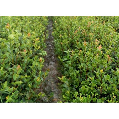 大果高產油茶樹苗-油茶樹苗-油茶苗圃基地油茶樹(查看)