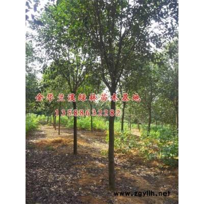 求購(gòu)大葉女貞小苗誠(chéng)信企業(yè)