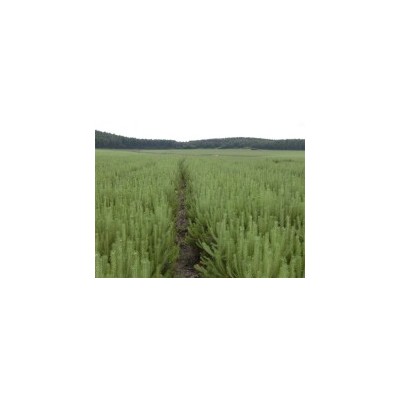 供應油松營養(yǎng)缽苗