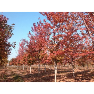 供應(yīng)紅楓 秋日夢幻8-12公分