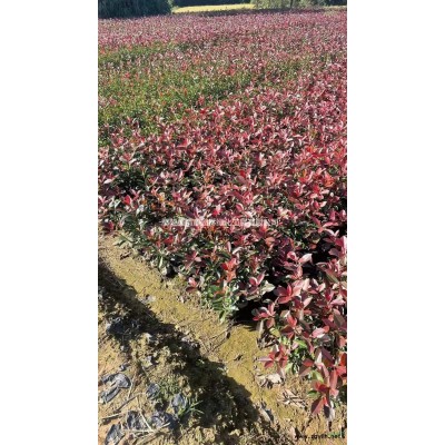 金森女貞杯苗價(jià)格 金森女貞杯苗培育基地 許昌金森女貞優(yōu)質(zhì)供應(yīng)商
