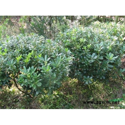 優(yōu)質(zhì)特價龍柏小苗 滁州龍柏小苗產(chǎn)地直銷