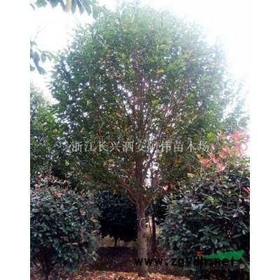 大量批發3到35公分精品紅葉烏桕 精品造型烏桕 精品造型紅葉