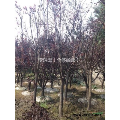 精品高桿桂花、樹形籠口、飽滿、圓潤，成都大量供應高桿精品桂花