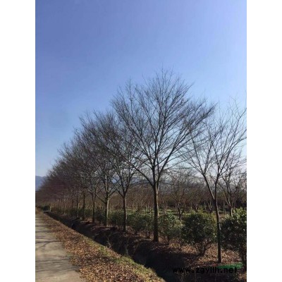 烏桕、樸樹容器苗(控根苗)