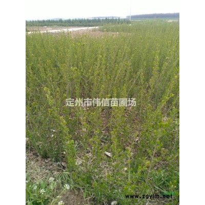 白皮松基地 河北白皮松產(chǎn)地 保定白皮松市場(chǎng)報(bào)價(jià) 定州白皮松批發(fā)