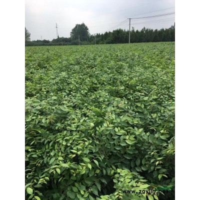 各種規格樸樹，2021報價