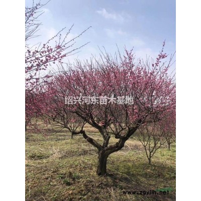 浙江紹興嵊州供應(yīng)羽毛楓 精品羽毛