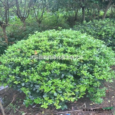供應(yīng)叢生櫸樹，小區(qū)孤植叢生櫸樹價(jià)格