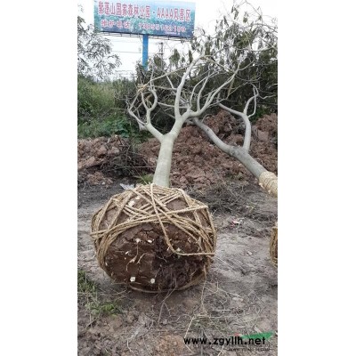 安徽基地供應(yīng)8-15公分精品紅葉李，落葉小喬木，抗旱能力強(qiáng)