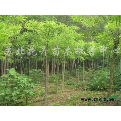 江蘇[產(chǎn)品]/江蘇紅櫸 櫸樹(shù) 江蘇紅櫸 江蘇櫸樹(shù)價(jià)格/報(bào)價(jià)