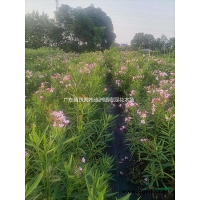 紫花風(fēng)鈴木地苗容器苗批發(fā)