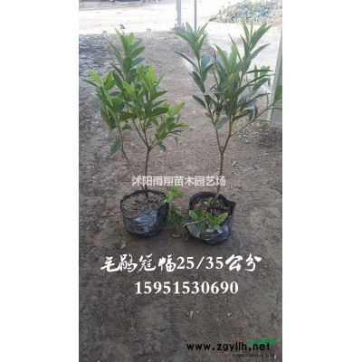 8公分大葉女貞9公分大葉女貞價格報價