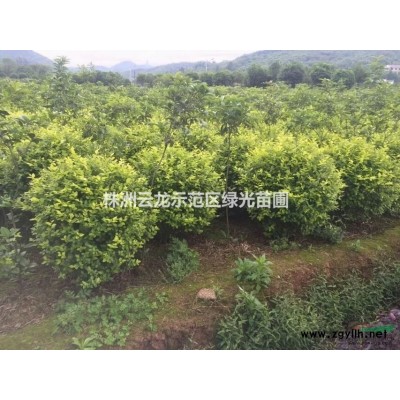 紅花繼木樁,紅花繼木古樁,紅花桎木古樁,造型紅花繼木