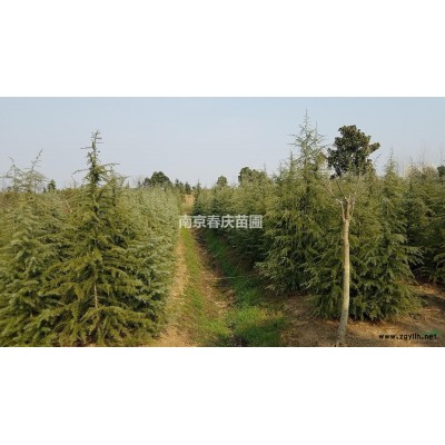 南京4米雪松價格多少錢一棵