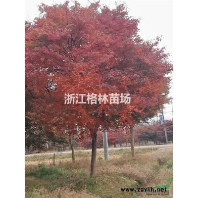 浙江蕭山金森女貞基地