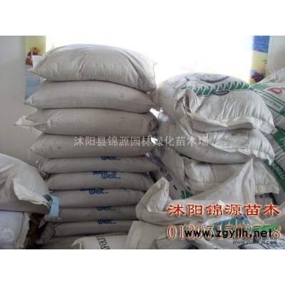 剛竹，金鑲玉竹，羅漢竹