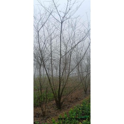 叢生古莊石榴