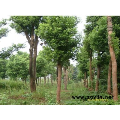供應(yīng)2-5cm竹子，量大，產(chǎn)地安徽合肥
