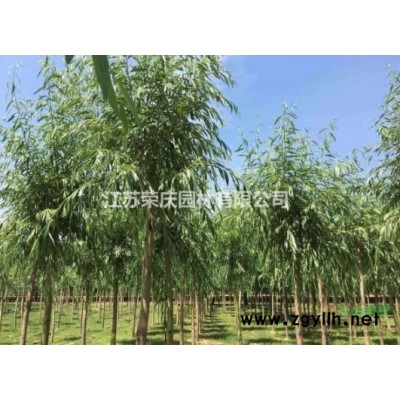 江蘇常年供應規(guī)格1公分~5公分早竹園