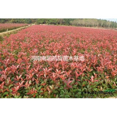 2-5公分紫薇大量供應(yīng),河南紫薇低價銷售