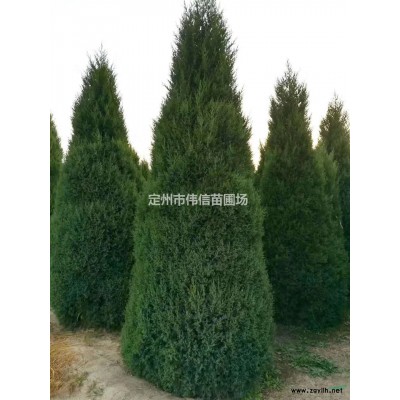 天目瓊花報(bào)價(jià) 天目瓊花產(chǎn)地 天目瓊花小苗 大顆天目瓊花 河北天目瓊花
