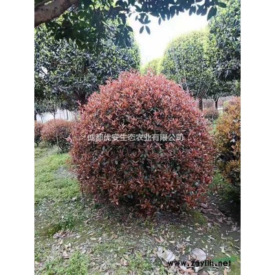 成都溫江基地供應(yīng)低分枝紅葉李15公分