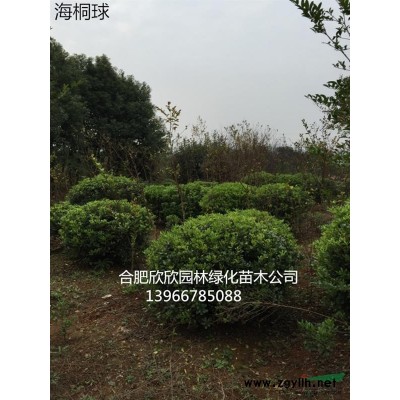 供應(yīng)美人梅4-8公分 美人梅價(jià)格 美人梅基地 低分枝美人梅7公分美人梅價(jià)格